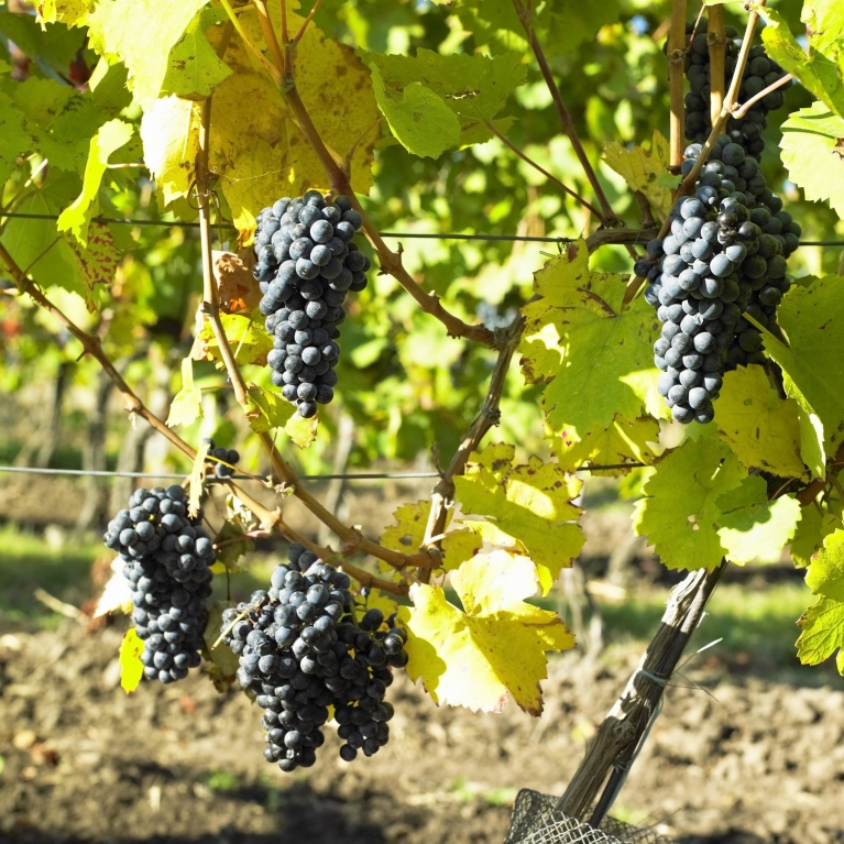 Vineyard in Frankovka