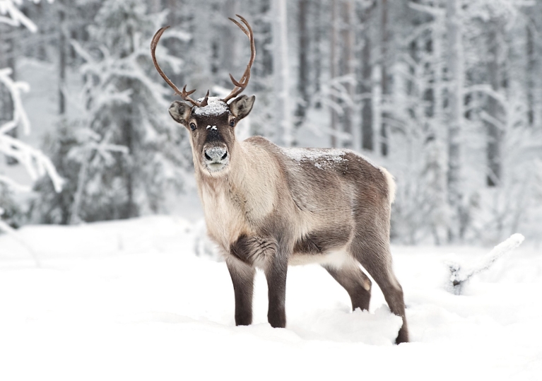 Reindeer in Northern Sweden